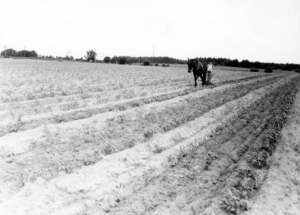 13 year old Eddie Hatcher cultivating peas - Summerfield, Florida