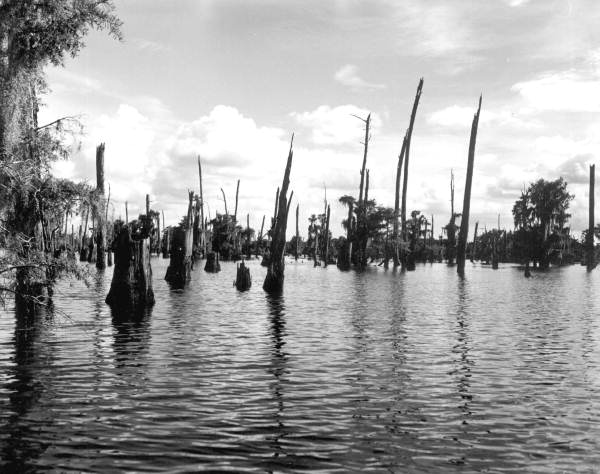 View of the Dead Lakes - Dead Lakes, Florida .