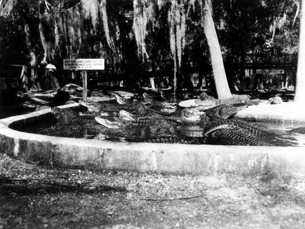 Alligators in an alligator farm - St. Augustine, Florida