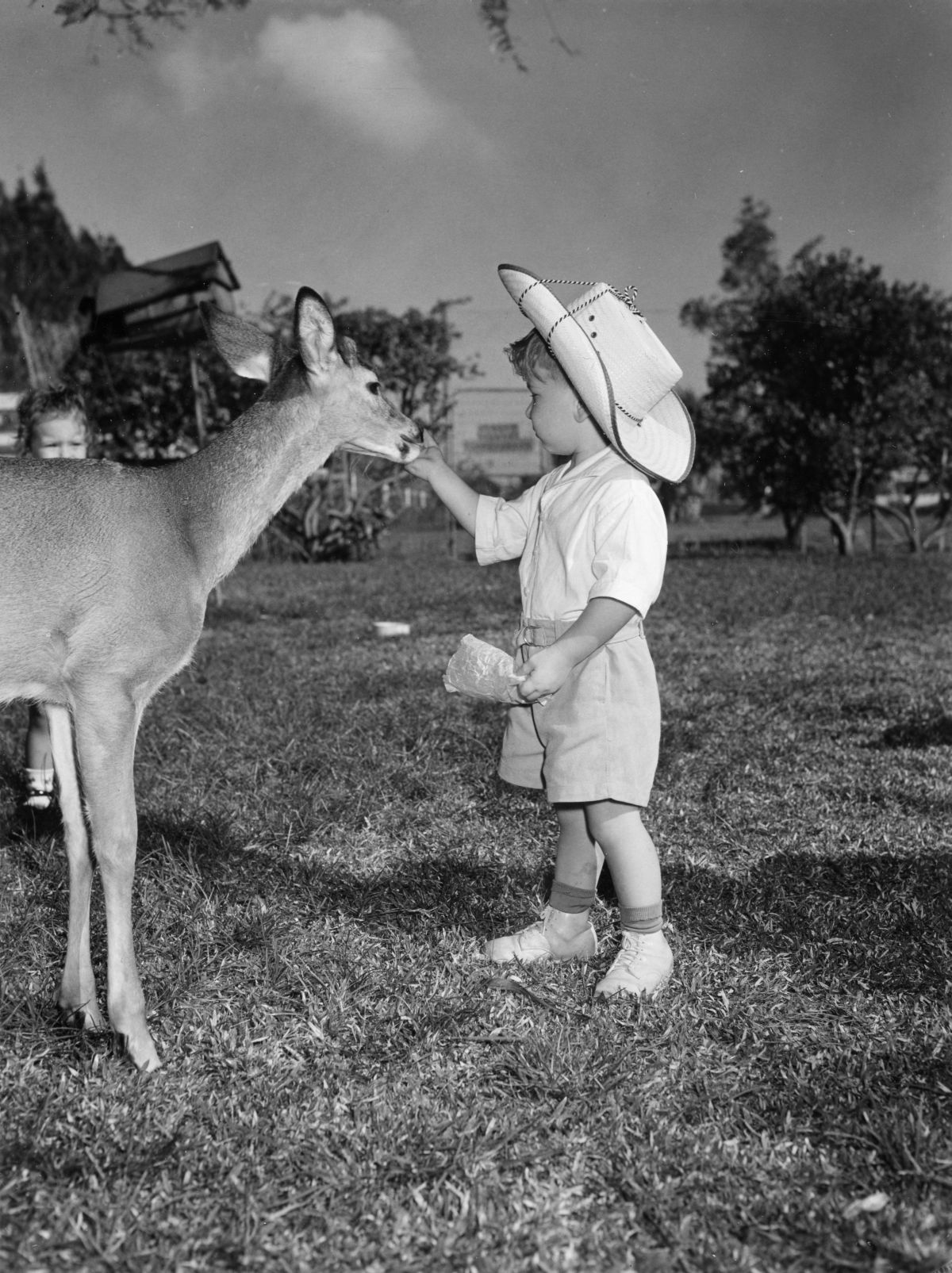 Richard Bader feeding a deer at the Rare Bird Farm - Kendall, Florida