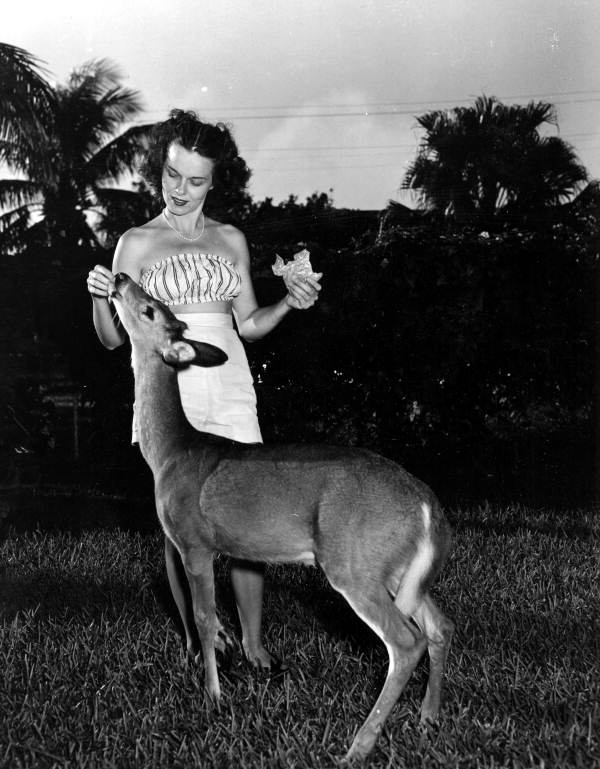 Frances Freeman feeding a deer at the Rare Bird Farm - Kendall, Florida
