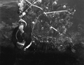 Santa (Newton Perry) waits for a mermaid - Weeki Wachee, Florida.