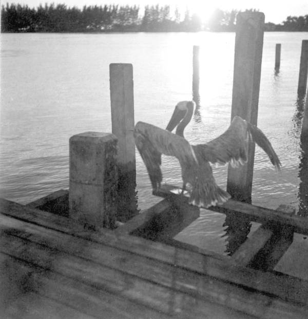 Pelican "Old Bill" in Sarasota