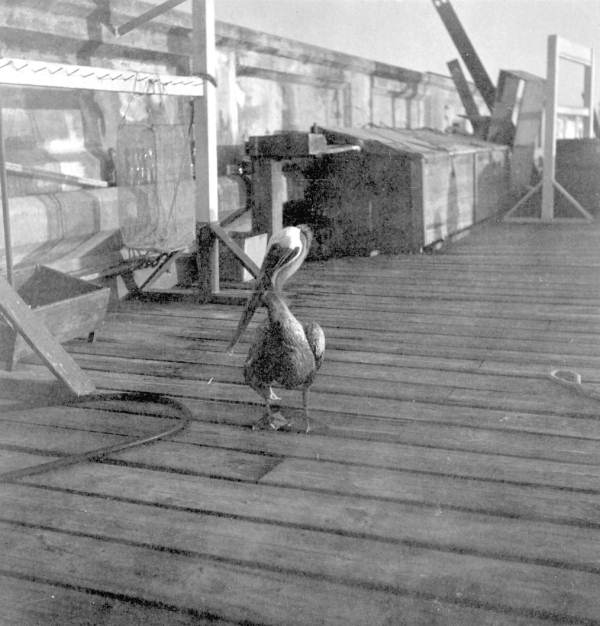 Pelican "Old Bill" in Sarasota