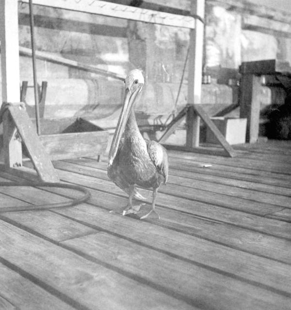 Pelican "Old Bill" in Sarasota