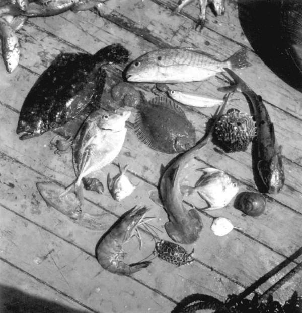 Several different types of fish brought up from a shrimp net - Apalachicola, Florida