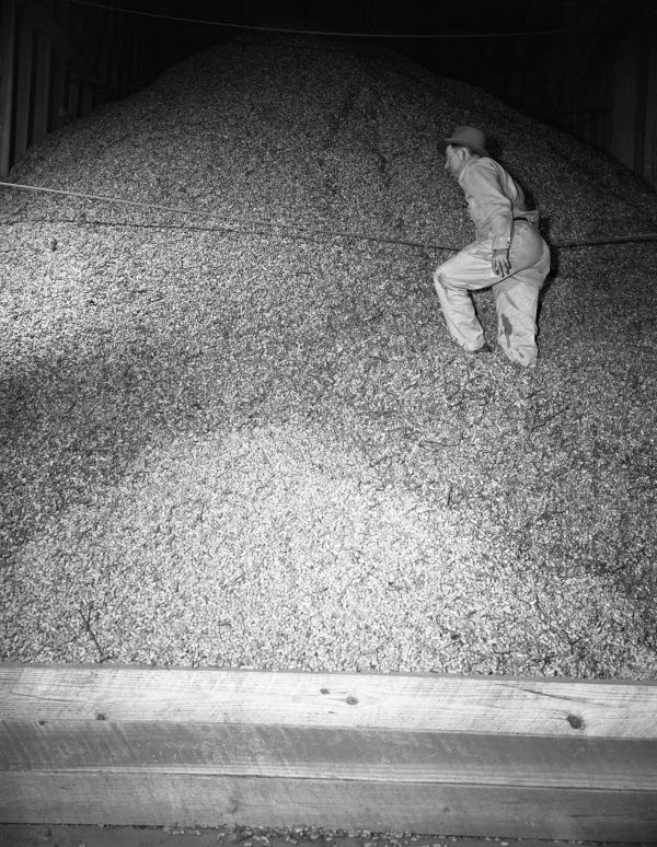 Cecil Sullivan stands on 200 tons of peanuts in storage at the Marianna Peanut Company - Marianna, Florida