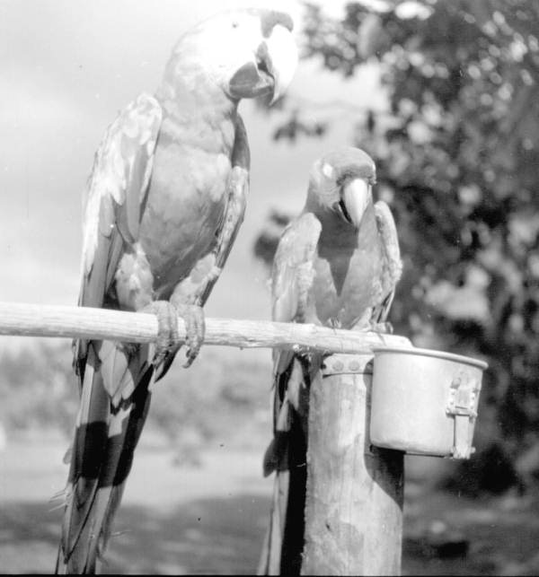 Parrots at a rare bird farm in Kendall