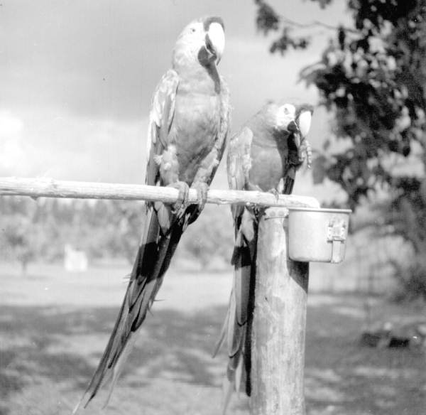 Parrots at a rare bird farm in Kendall