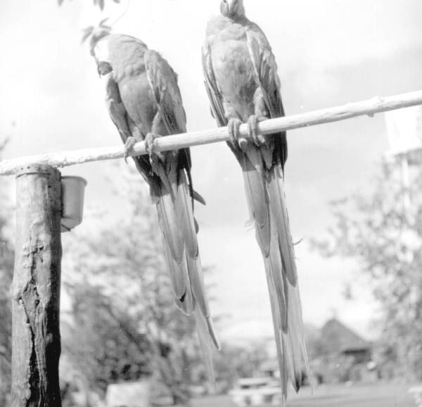 Parrots at a rare bird farm in Kendall