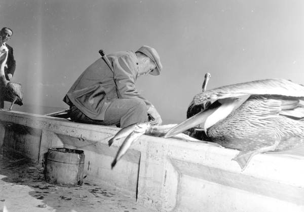Pelican trying to steal fish from Robert Putnam's freshly caught line - Saint Petersburg, Florida