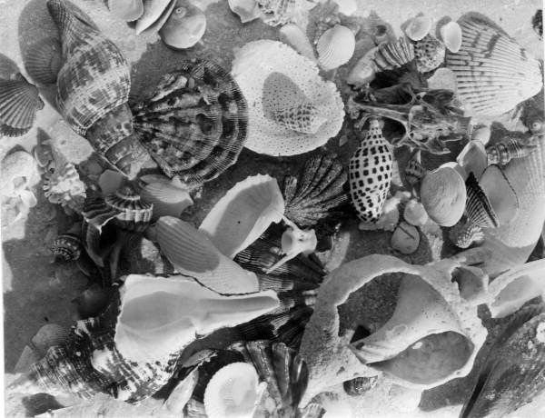 View of shells - Sanibel Island, Florida .
