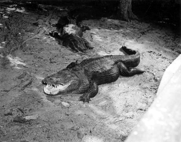 Alligators at an alligator farm - St Augustine, Florida