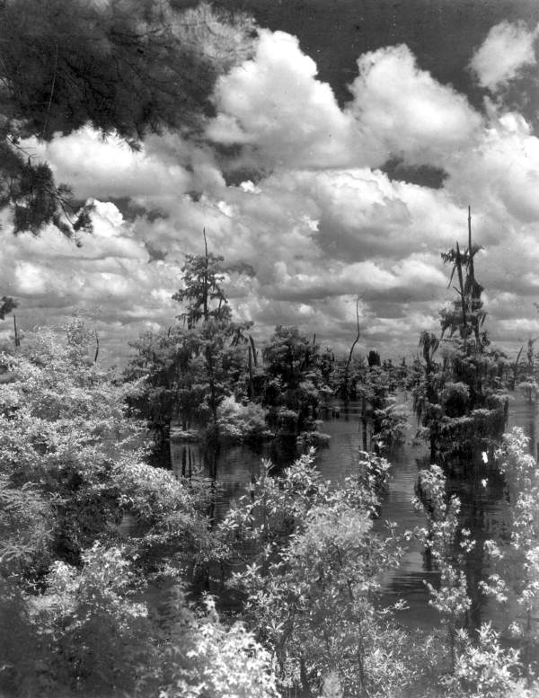 View of Dead Lakes and trees - Dead Lakes, Florida.
