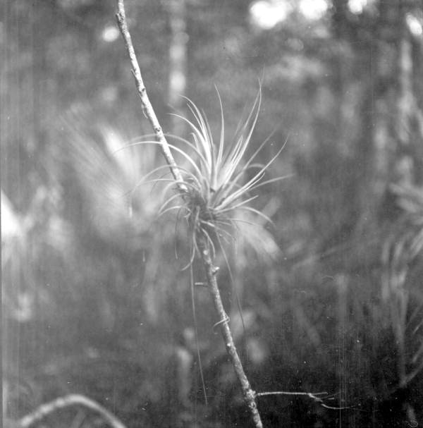 Close up of a air plant - Sebring, Florida