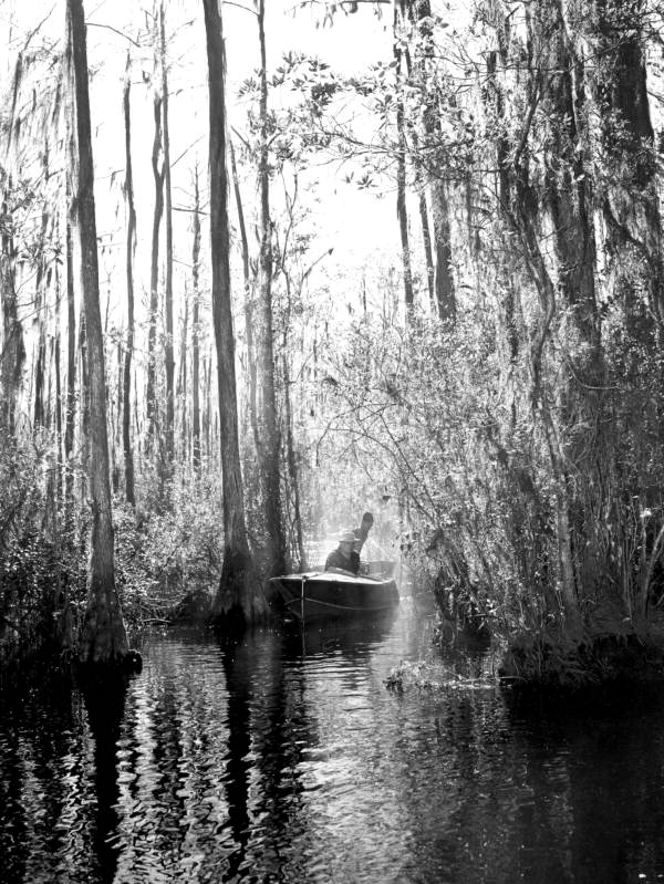 Boating in the Okefenokee Swamp - Osceola County, Florida.