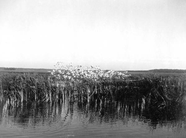 Birds flying over the Everglades