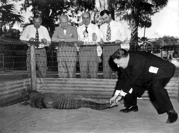 Republican congressman Harold Hagen pulls the tail of alligator - Silver Springs, Florida .