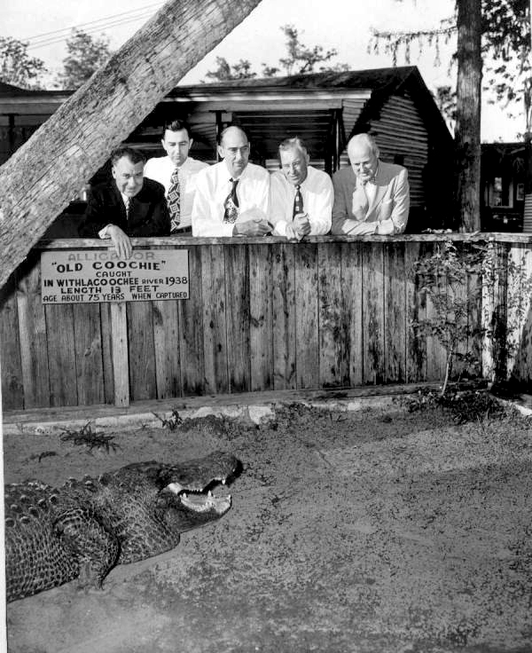 Congressmen looking at an alligator - Silver Springs, Florida .