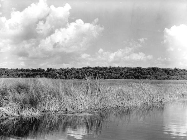 Landscape scene from the Tamiami Trail - Everglades, Florida