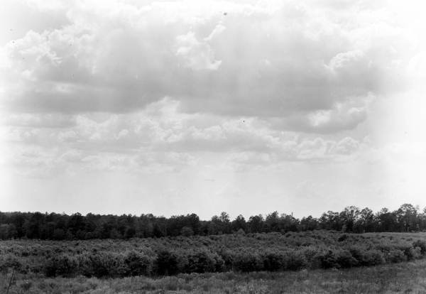 Blueberry patches - Crestview, Florida