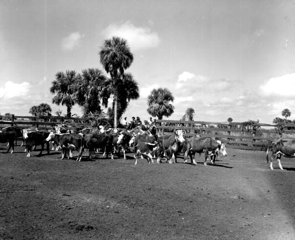 Cattle ranch in Brighton Reservation, Florida