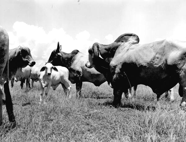 12 year old brahma, "Old Emperor", at the H. O. Partin Ranch