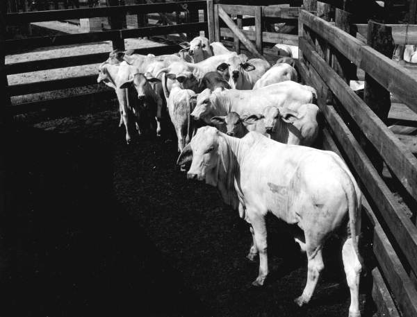 Calves waiting to be branded at the H.O. Partin Ranch