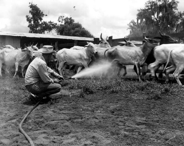 Spraying cattle for flies at the H. O. Partin Ranch