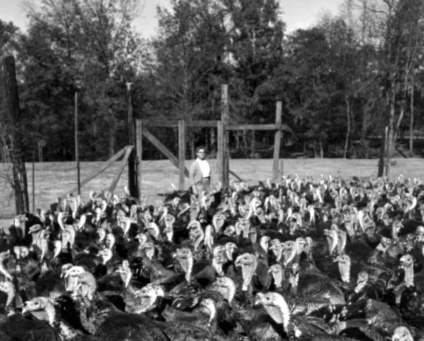 Turkeys at the Tot's Tender Turkey Farm - Havana, Florida