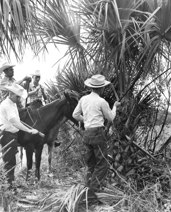 Cowboys making polo sticks from palmetto branches - New Smyrna Beach, Florida.