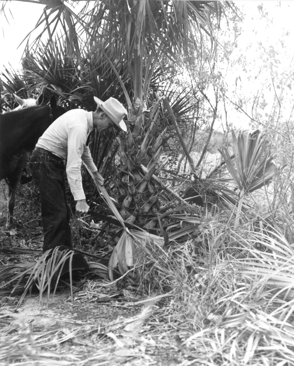J.A. Sapp selecting palmetto branches for making polo sticks - New Smyrna Beach, Florida.