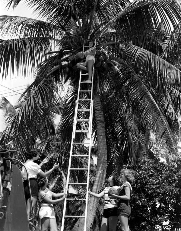 Young women gathering coconuts from a big palm - Fort Myers, Florida.