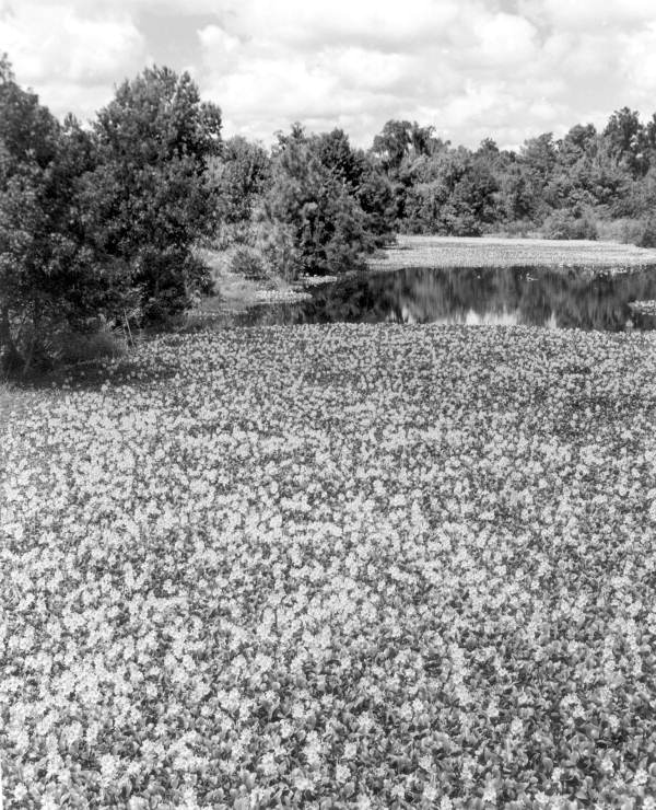 Hyacinths in a creek - Chiefland, Florida .