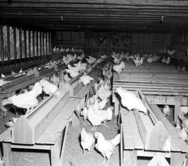 Inside a chicken coop - DeFuniak Springs, Florida