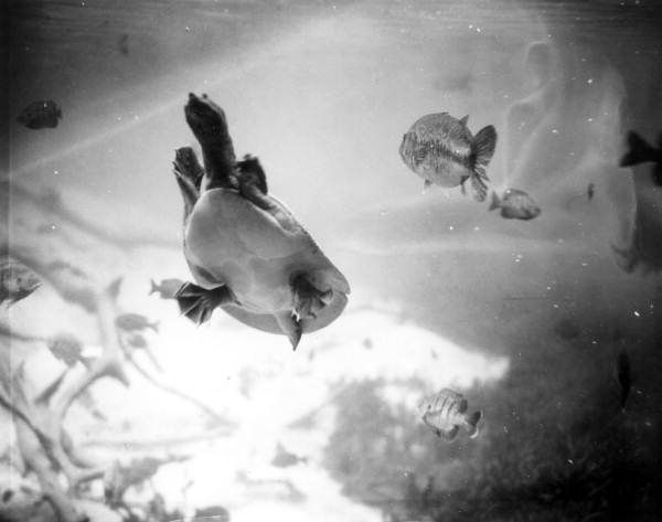 Turtle and some fish in the spring - Dunnellon, Florida