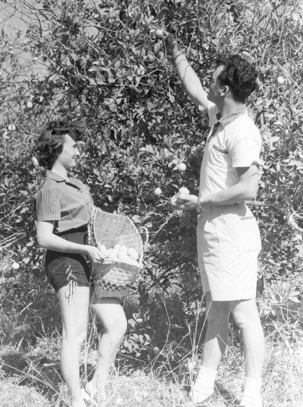 Honeymooners pick from a tree - Sanibel Island, Florida .