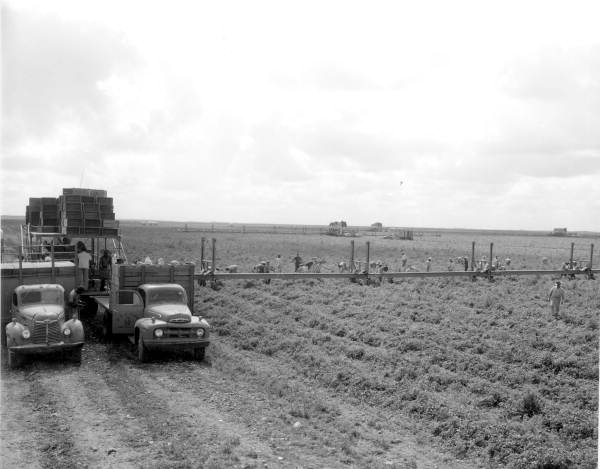 Harvesting tomatoes using conveyor belt - Princeton, Florida