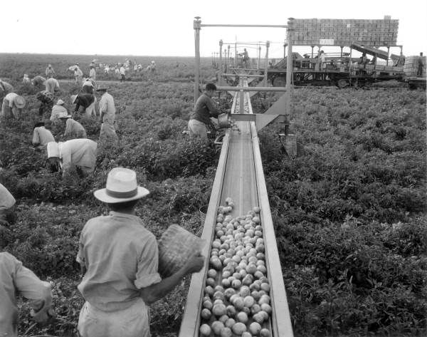 Tomatoes loaded on conveyor belt - Princeton, Florida