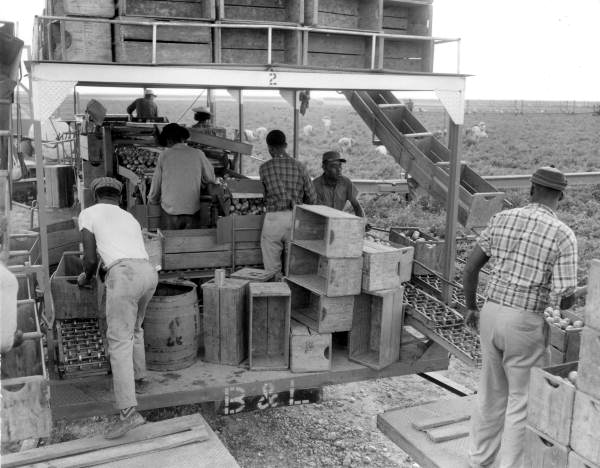 Tomato harvesting - Princeton, Florida