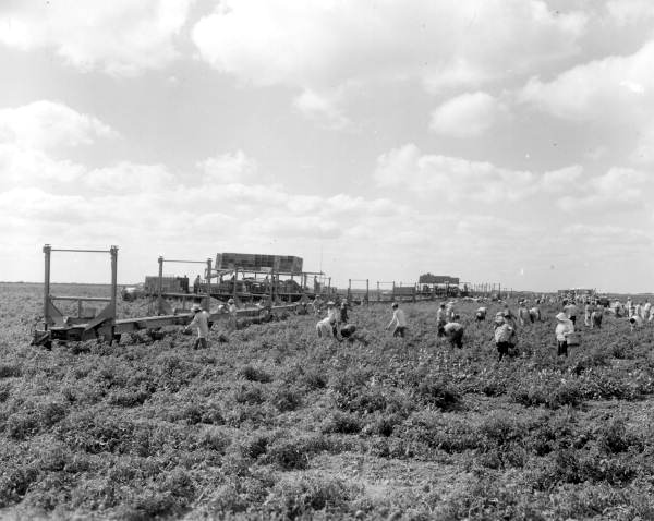 Harvesting tomatoes using conveyor belt - Princeton, Florida