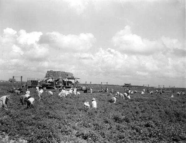 Harvesting tomatoes using conveyor belts - Princeton, Florida