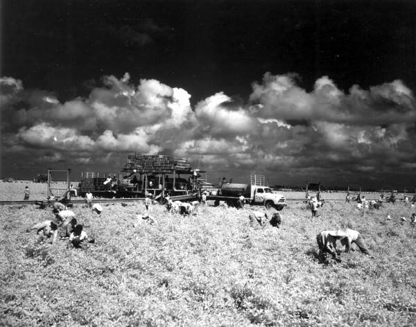 Harvesting tomatoes using conveyor belts - Princeton, Florida