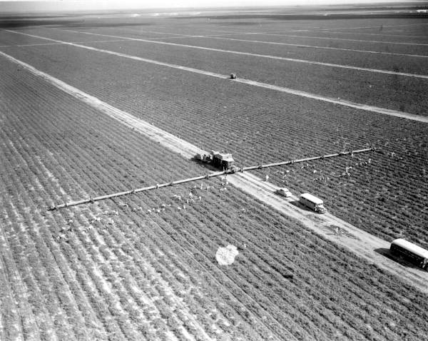 Aerial view of tomato fields - Princeton, Florida