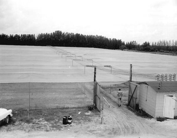View of a shaded acreage of land - Cortez, Florida