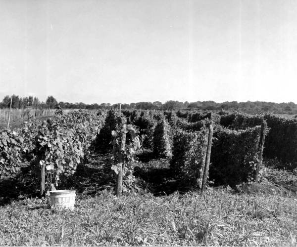 Rows of snow peas and okra on farmer Eng's 80 acres - Fort Lauderdale, Florida.