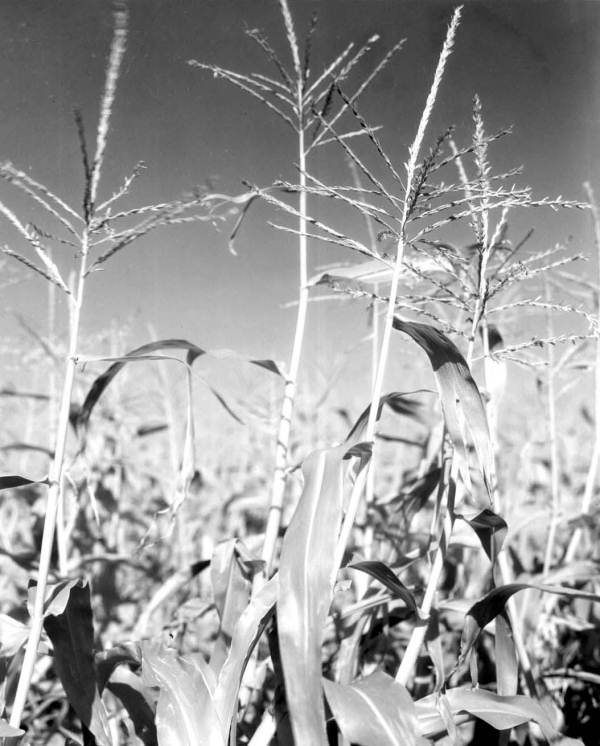 Cornstalks - Homestead, Florida
