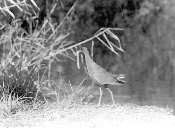 Purple gallinule in the Everglades