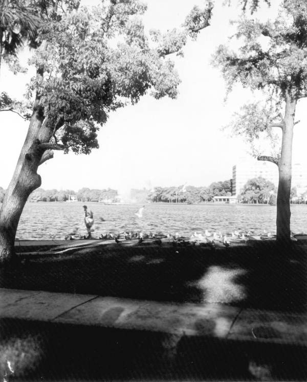 Several pigeons gathered at Lake Eola - Orlando, Florida