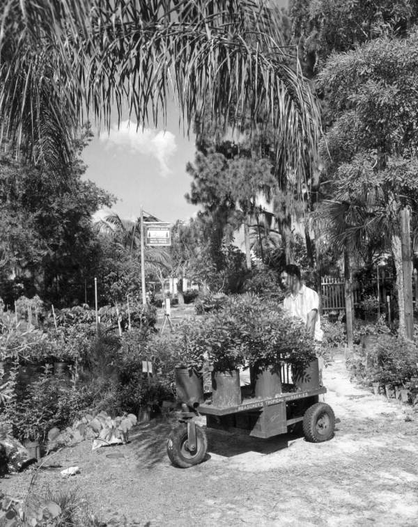 Unidentified man in the nursery - Bradenton, Florida